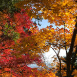 紅葉は今年もきれいです